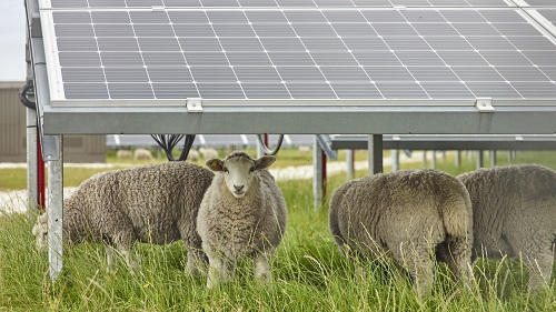 Image for Developing a renewable energy scheme with NFU Energy