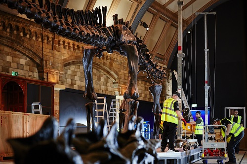 Image for Dippy a 'real coup for Coventry' say business and civic leaders