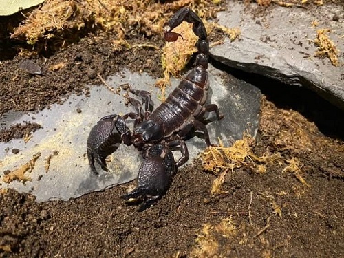 Image for Get up close to a pair of Emperor Scorpions this half term! 