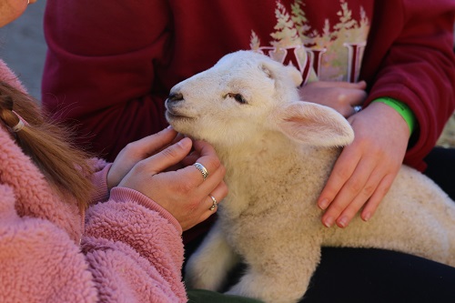 Popular Lambing Weekend event returns in March