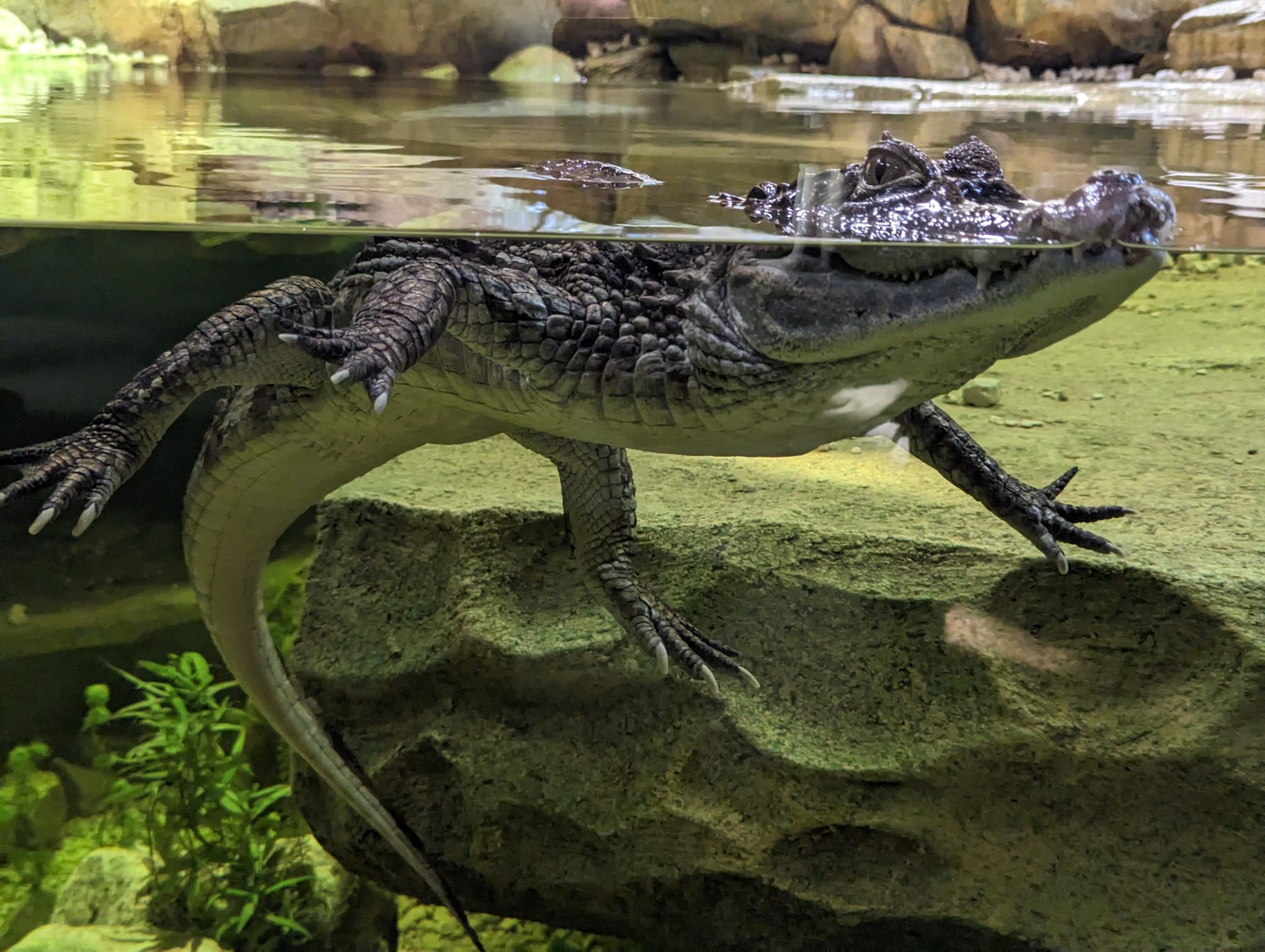 Stratford Butterfly Farm opens new ‘rainforest’ exhibition with Kenny the Caiman!