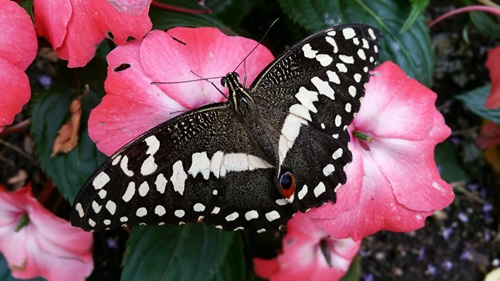 Escape the cold this Christmas for tropical conditions at Stratford Butterfly Farm! 