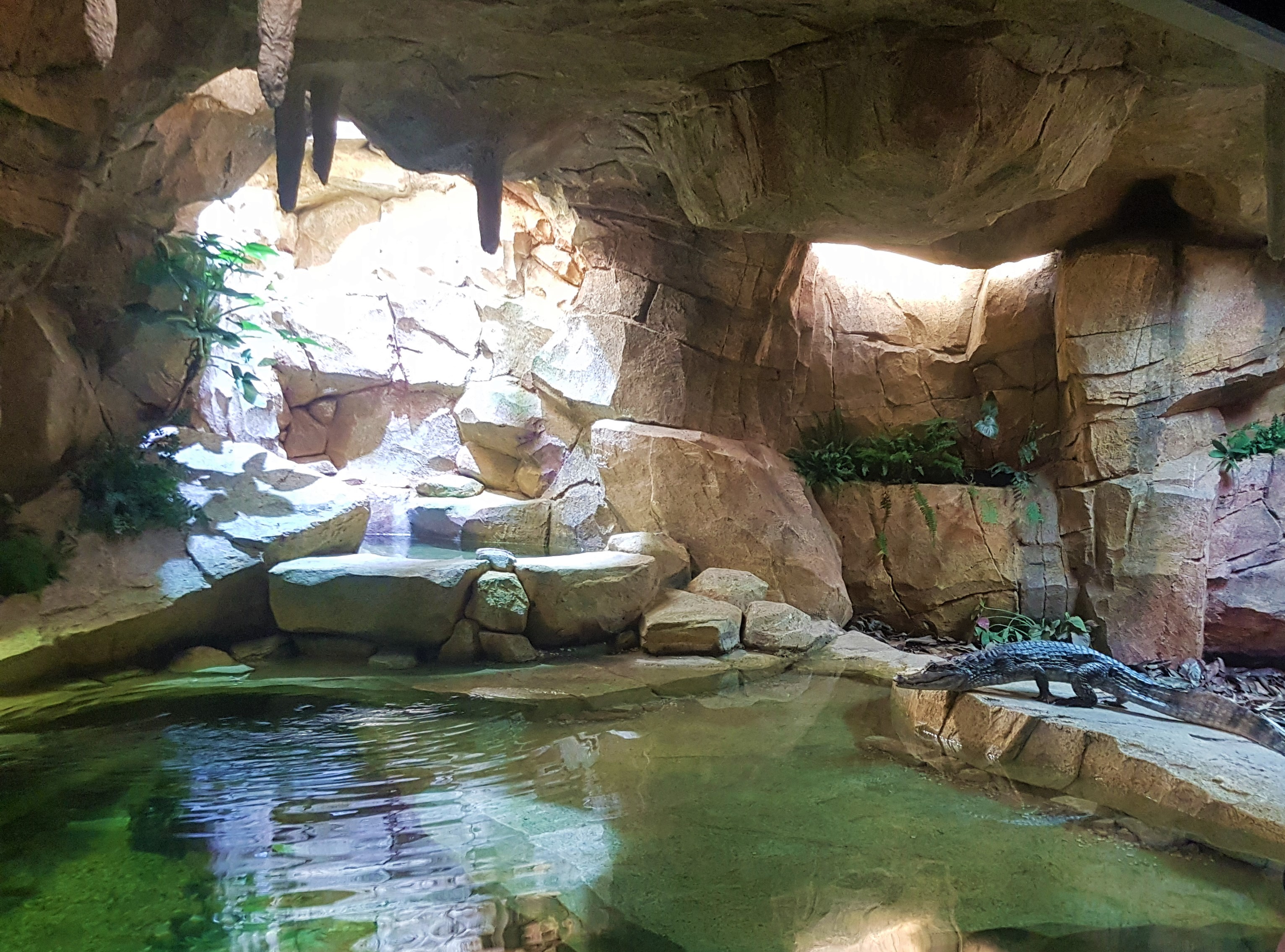 Stratford Butterfly Farm celebrates the first anniversary of  Kenny the Caiman!