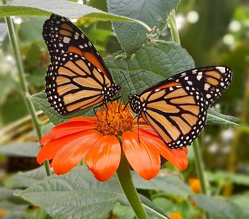 Celebrate the Monarch Butterfly & its link to ‘Day of the Dead’!