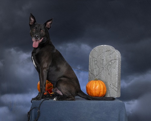 A one-day name change for the RSPCA Coventry & District: Really Spooky People Caring for Animals in Coventry