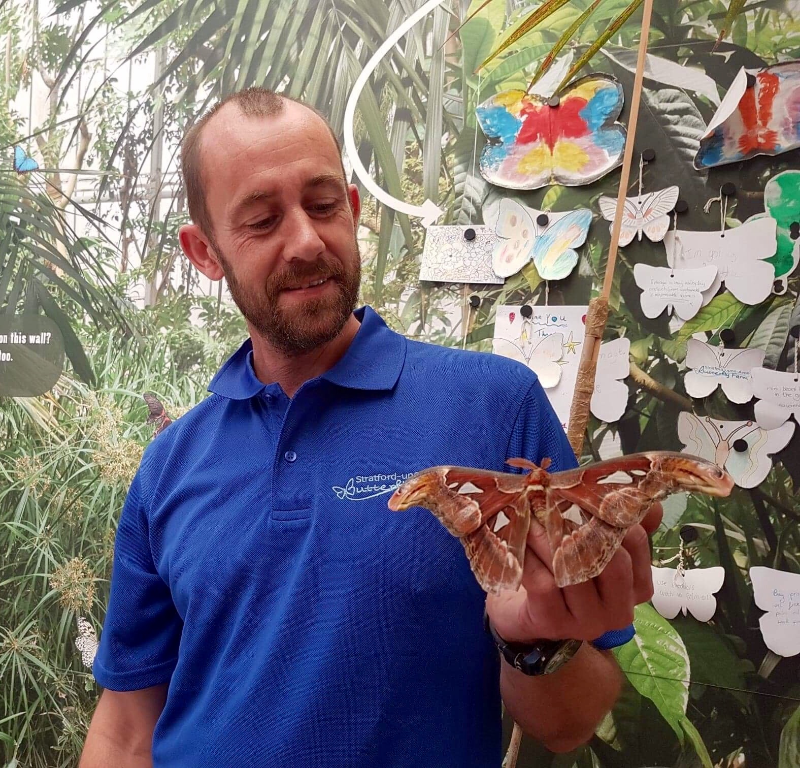 All's well that ends well - the Atlas Moth is returned to Stratford Butterfly Farm!