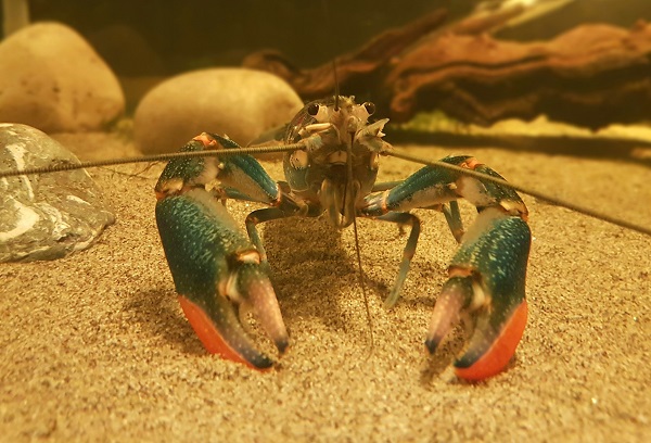 Meet ‘Mr Pinchy’ at Stratford Butterfly Farm!