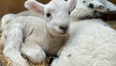 Image for Cute arrivals will melt the hearts of visitors at Hatton!