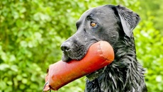 Image for Drive your gundog to the next level