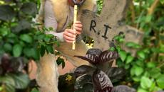 Image for Enjoy a spooky half term at Stratford Butterfly Farm!
