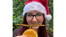 Image for See the stunning Christmas Butterfly in flight at  Stratford Butterfly Farm!